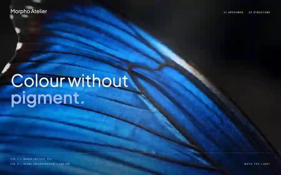 Morpho — Field Journal